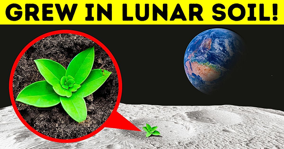 Scientists Have Successfully Grown Plants in Moon Soil