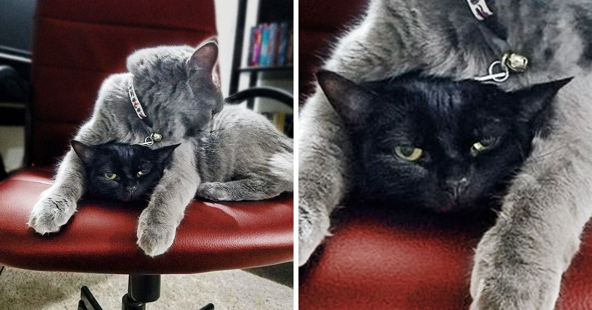 20 Times Our Pets Were Complete Jerks but Made Us Smile Anyway 20 Times Our Pets Were Complete Jerks but Made Us Smile Anyway