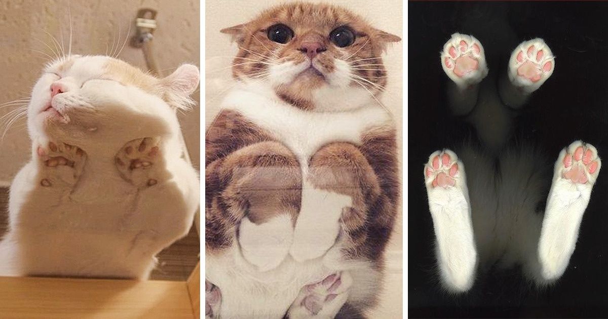 20 Photos Proving That Cats Look Cute From Any Angle