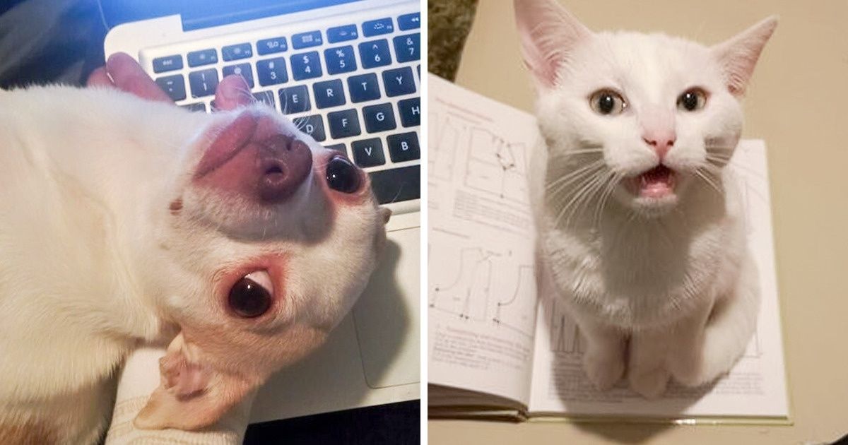 20 Floofsters That Mastered Their Ability to Ask for Attention 20 Floofsters That Mastered Their Ability to Ask for Attention