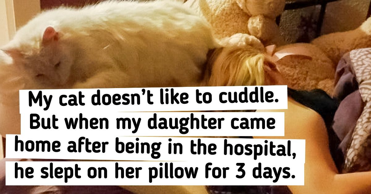 17 Photos That Prove Cats Can Be Just as Loyal as Dogs