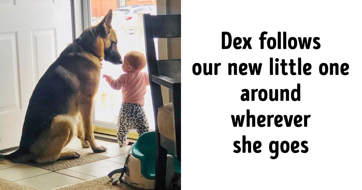17 Pets Who Are a Blessing for Their Owners 17 Pets Who Are a Blessing for Their Owners