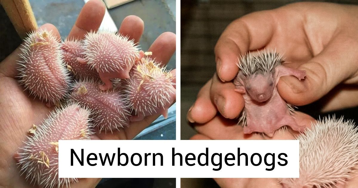 20 Baby Animals Who Know How to Make Us Go, “Aww!” 20 Baby Animals Who Know How to Make Us Go, “Aww!”