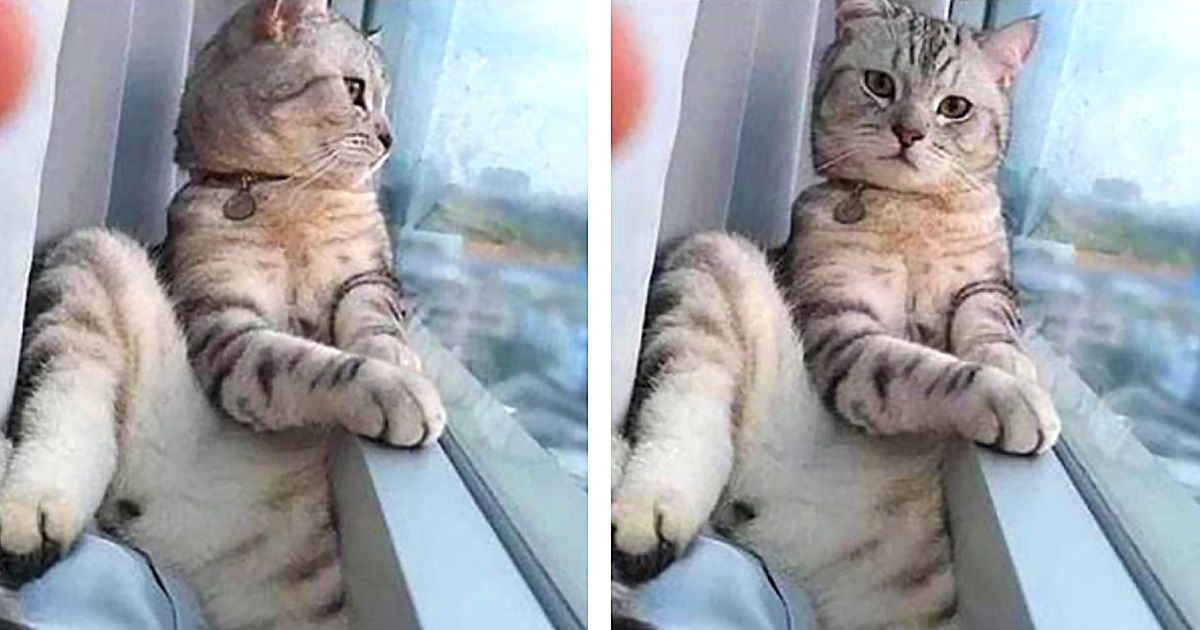 20+ Pets Who Can Pose Better Than a Selfie Queen 20+ Pets Who Can Pose Better Than a Selfie Queen