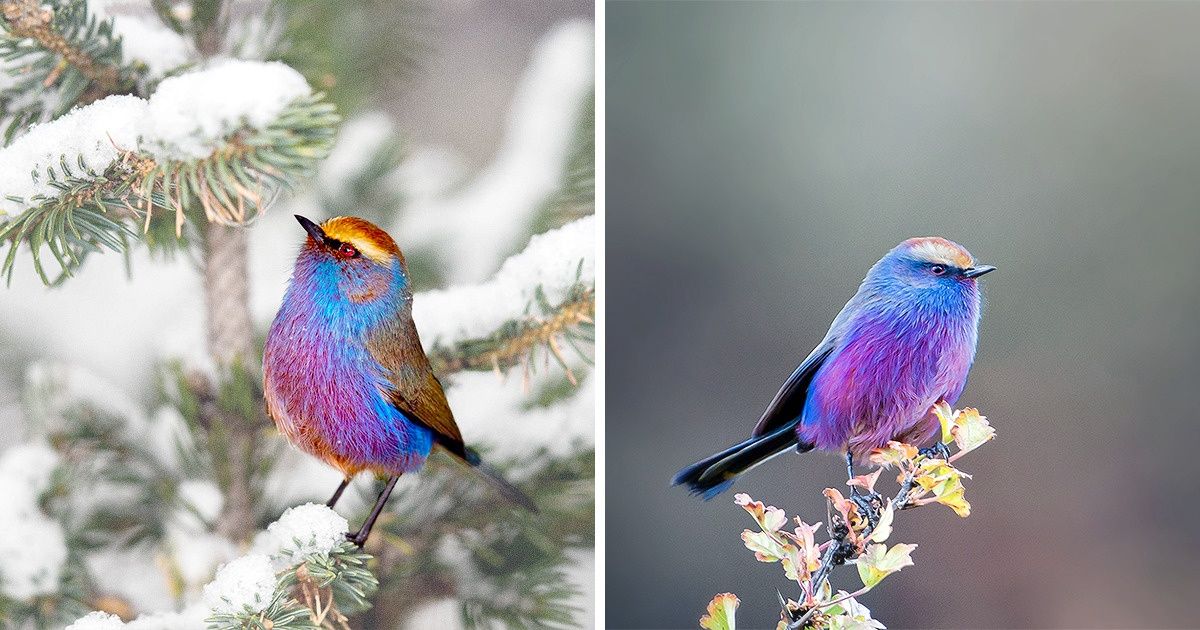 Nature Has Created a Fairy-Tale-Like Bird That Seems to Have Come From Paradise, and We’re in Awe Nature Has Created a Fairy-Tale-Like Bird That Seems to Have Come From Paradise, and We’re in Awe