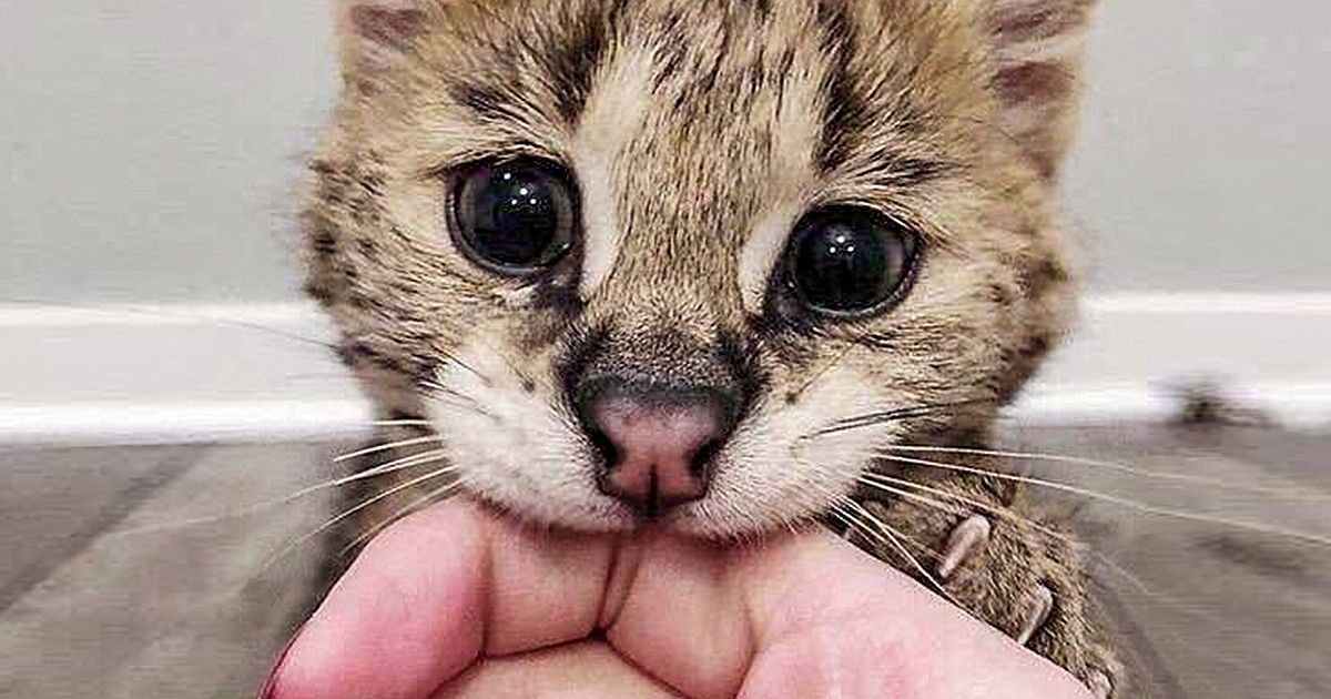 Scientists Found 8 Reasons for You to Have a Cat at Home (Yes, Purring Is One of Them)
