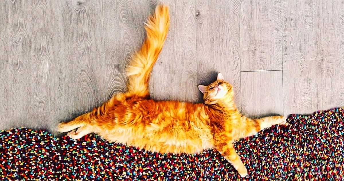 Today wouldn’t be complete without marvelling at this gorgeous ginger cat