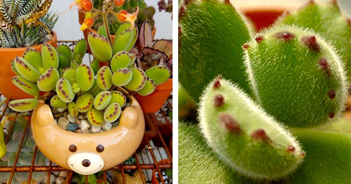 These Succulents Look Like Baby Bear Paws, and You Can Grow Them Yourself These Succulents Look Like Baby Bear Paws, and You Can Grow Them Yourself
