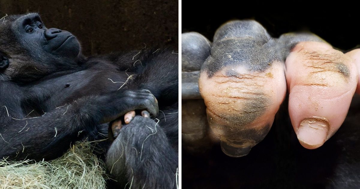 20 Animals With a Unique Feature That Are Amazing in Their Imperfection