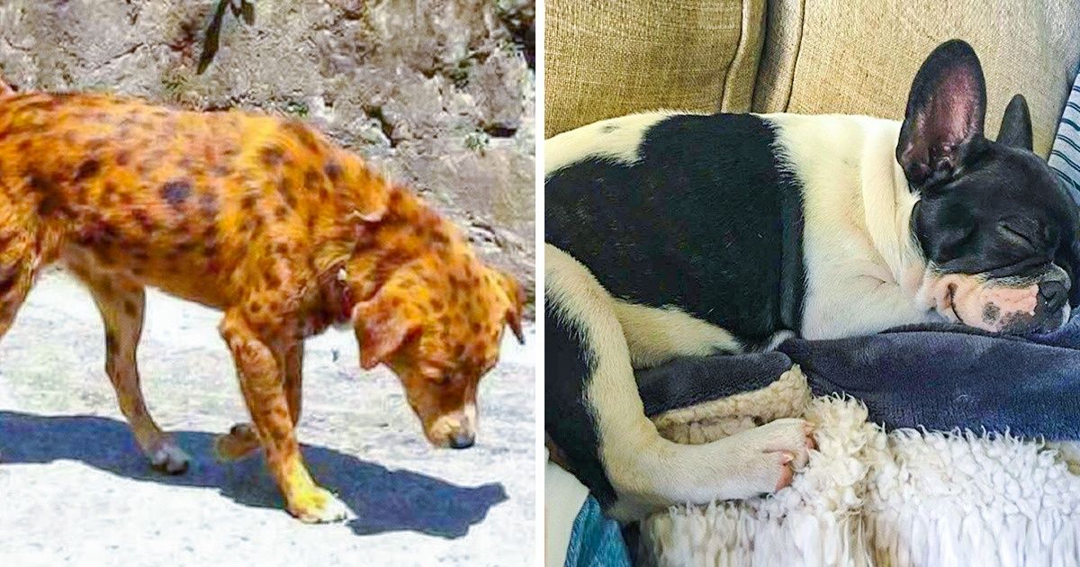 22 Times Nature Gifted Dogs With Fabulous Coloring, and We’re Stunned