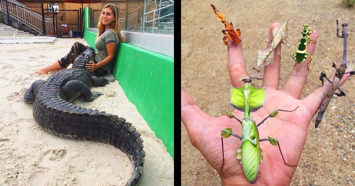 18 People Who Are So Good With Animals, the How-to-Train-a-Dragon Guy Would Envy Them 18 People Who Are So Good With Animals, the How-to-Train-a-Dragon Guy Would Envy Them