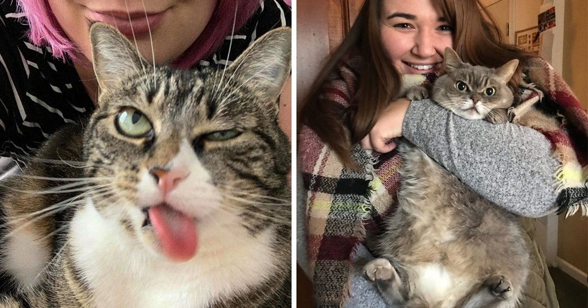 17 Cats Who Just Want to Be Left Puuurftectly Alone 17 Cats Who Just Want to Be Left Puuurftectly Alone