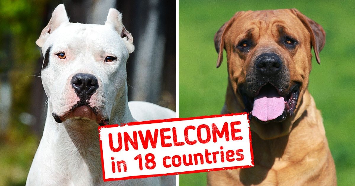 what countries are pit bulls banned