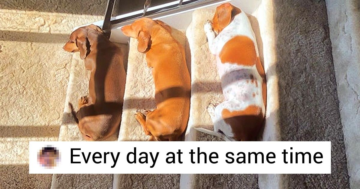 20+ Animals Who Know How to Dramatically Occupy Any Space, Especially the Kind in Your Heart 20+ Animals Who Know How to Dramatically Occupy Any Space, Especially the Kind in Your Heart