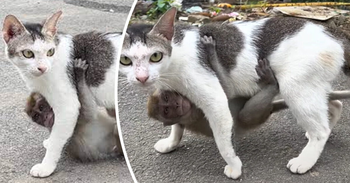 Viral Video: A Lost Baby Monkey Was Adopted by a Kind Cat Viral Video: A Lost Baby Monkey Was Adopted by a Kind Cat