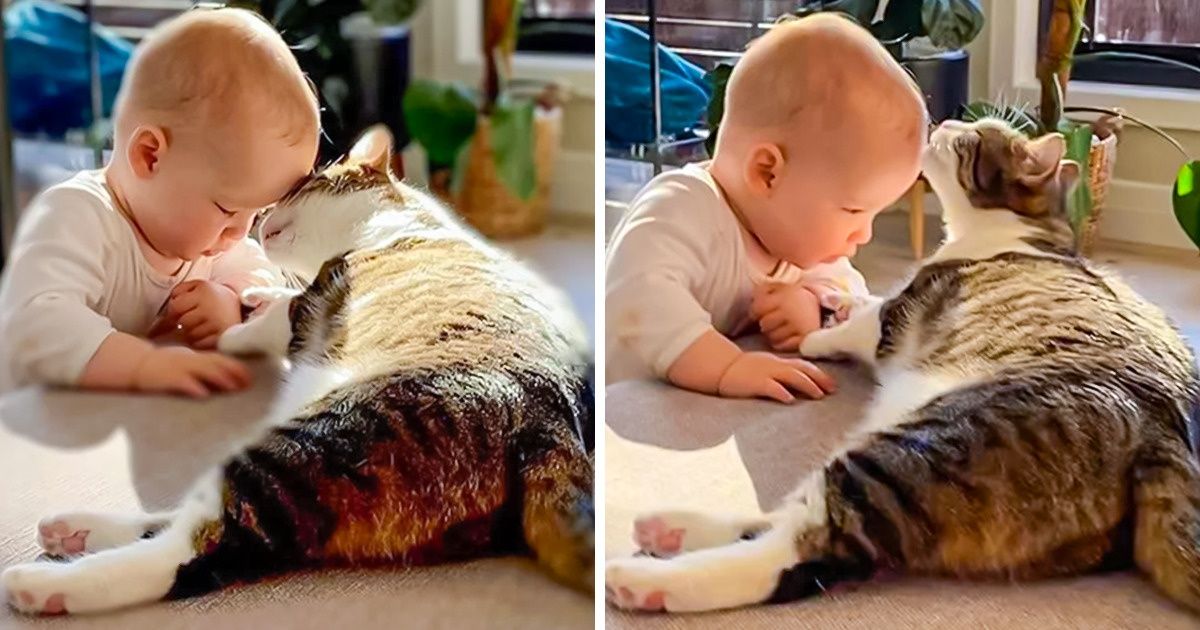 21 Pics That Prove Love Goes Beyond Any Species