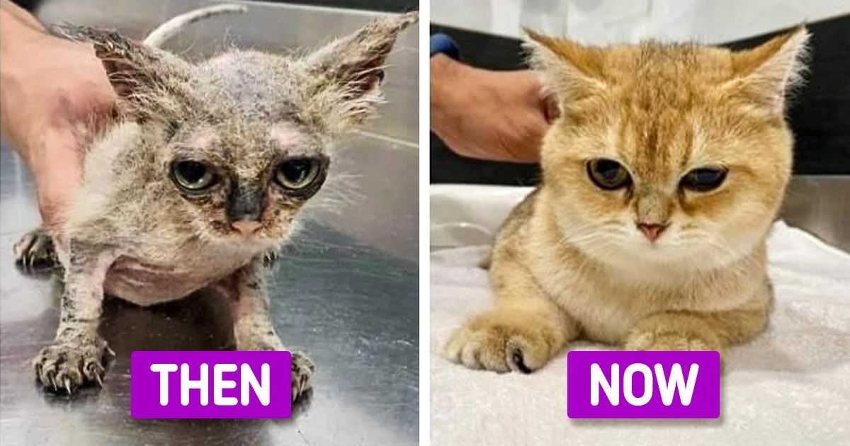20+ Rescue Animals That Prove Love Heals Every Wound