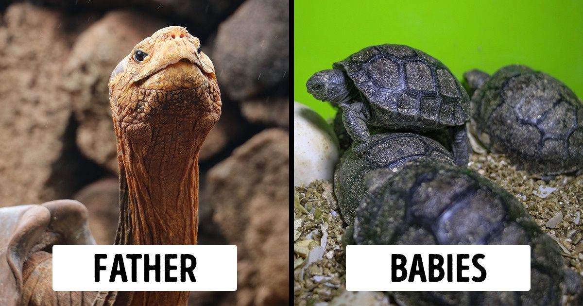 A 100-Year-Old Giant Tortoise Fathers 800 Babies and Saves His Species From Going Extinct A 100-Year-Old Giant Tortoise Fathers 800 Babies and Saves His Species From Going Extinct