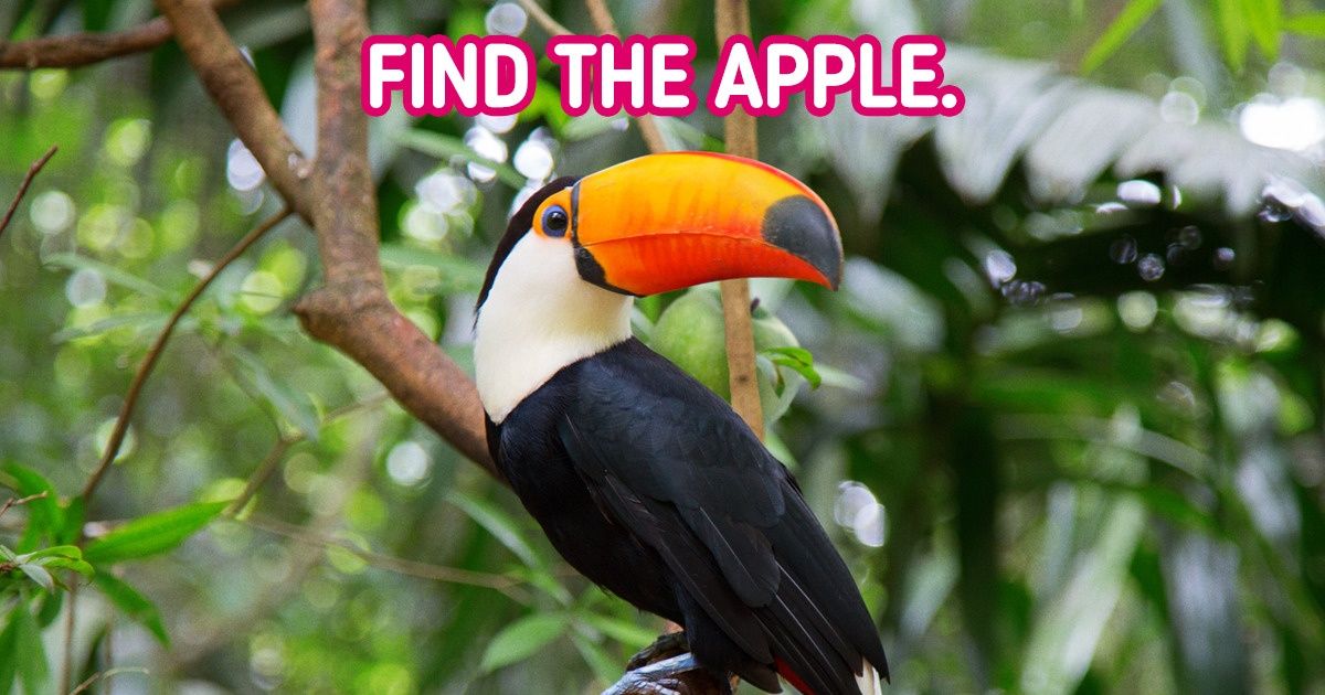 Find the Lost Objects Among the Animals in Less Than 10 Seconds