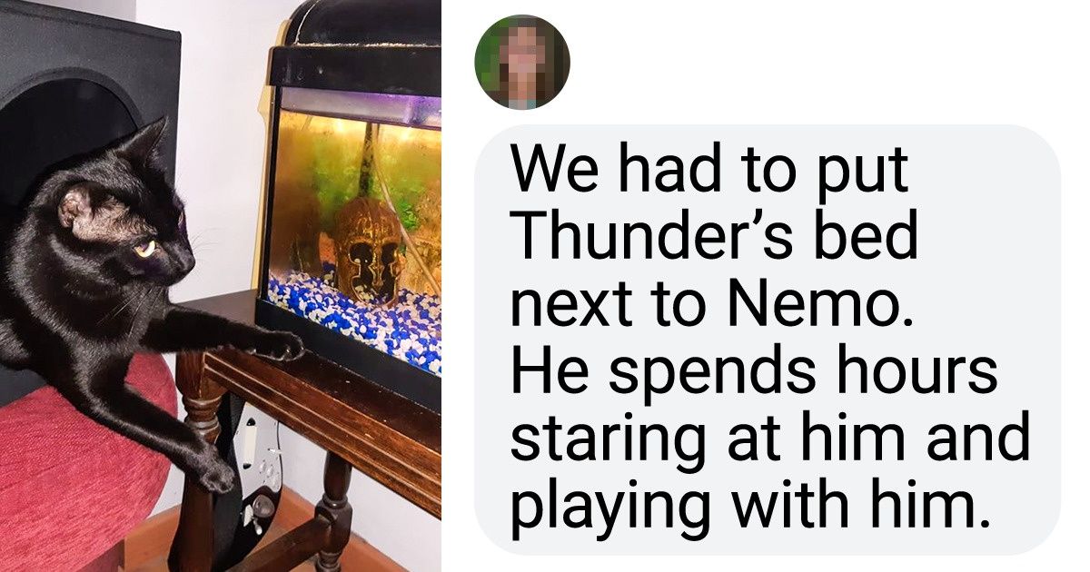 20+ Bright Side Readers Shared Some of the Strange Things Their Cats Do 20+ Bright Side Readers Shared Some of the Strange Things Their Cats Do