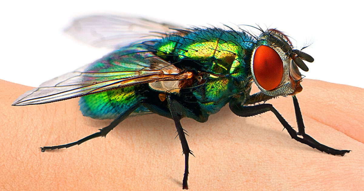 Caltech Scientists Discover Why Flies Are So Hard to Swat 