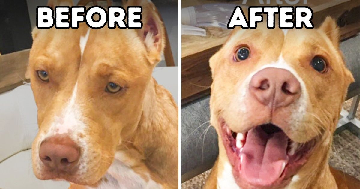 20 Before and After Photos of Adopted Animals That Prove Love Can Move Mountains 20 Before and After Photos of Adopted Animals That Prove Love Can Move Mountains