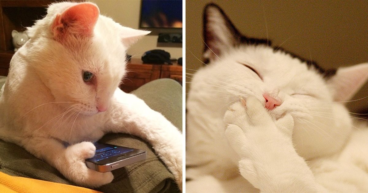 10+ Terribly Cute Pets Who Are Evolving Into Humans