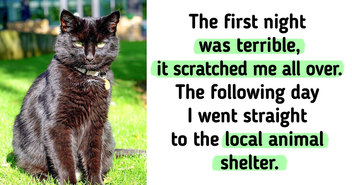 I Replaced My Wife’s Cat While She Was Away I Replaced My Wife’s Cat While She Was Away