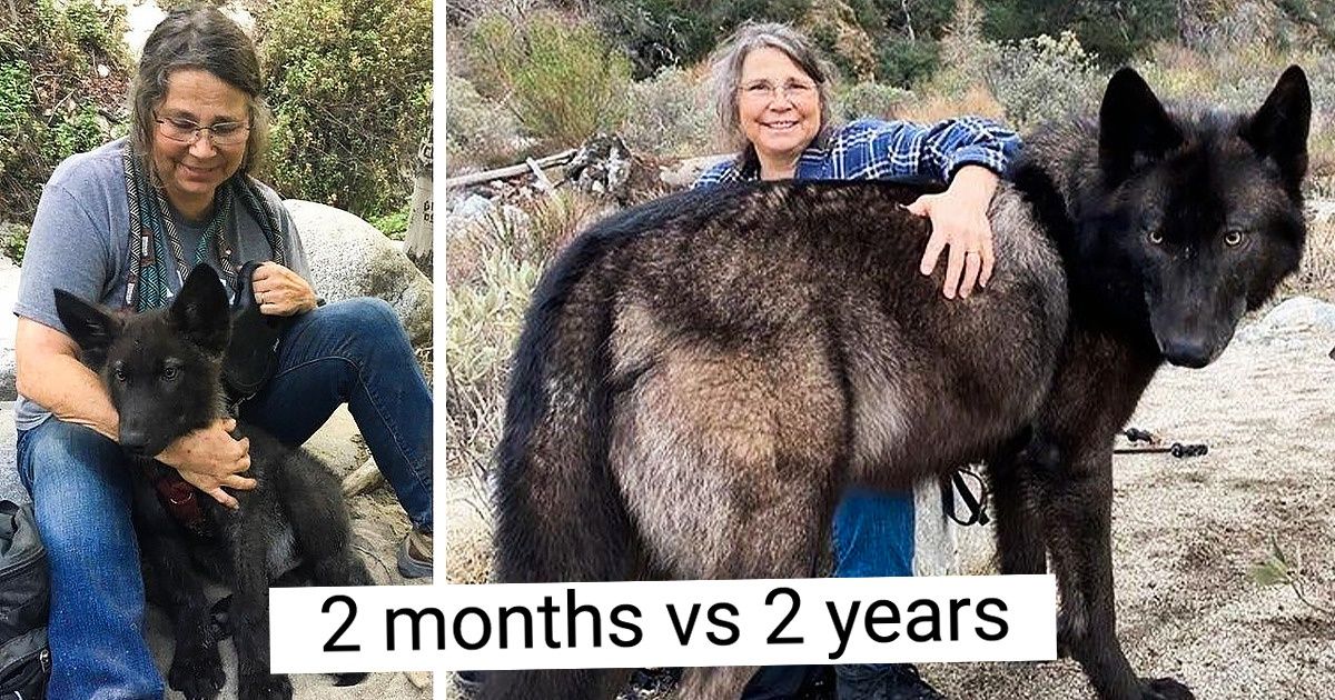 15 Tiny Pets Who Transformed Into Majestic Floofs