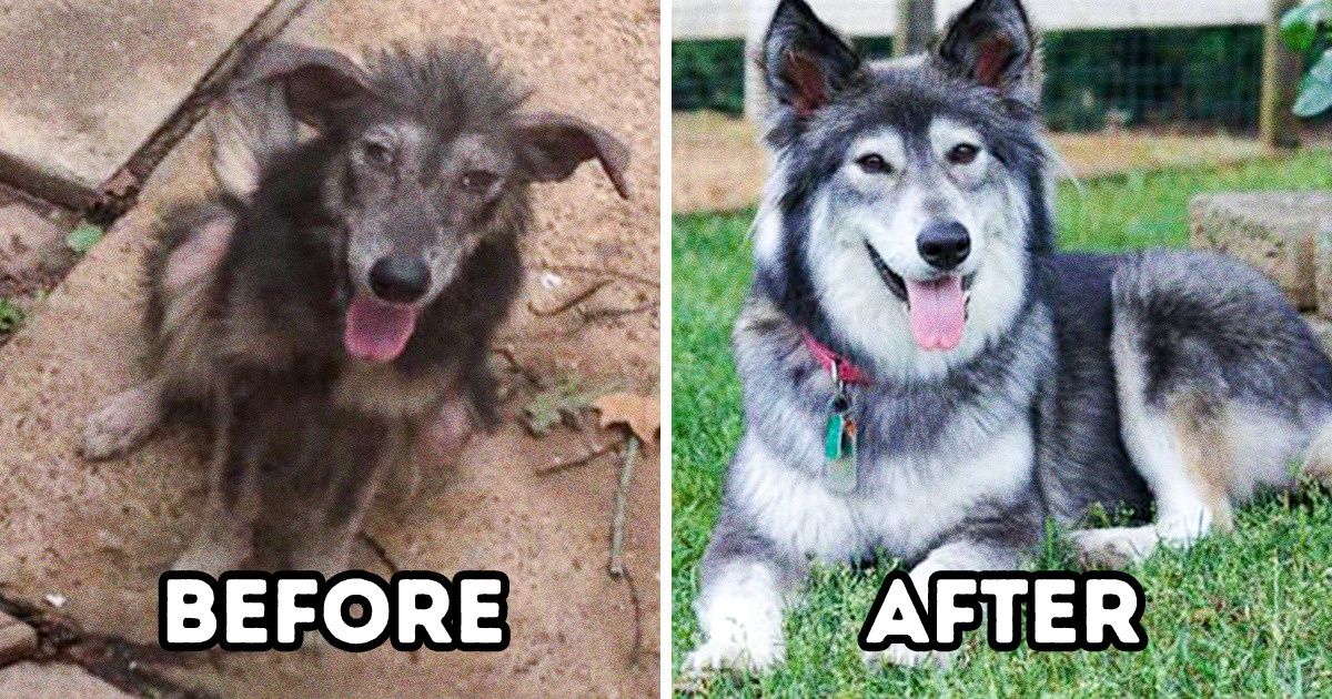 25+ Pets Who Found Happiness After Being Adopted