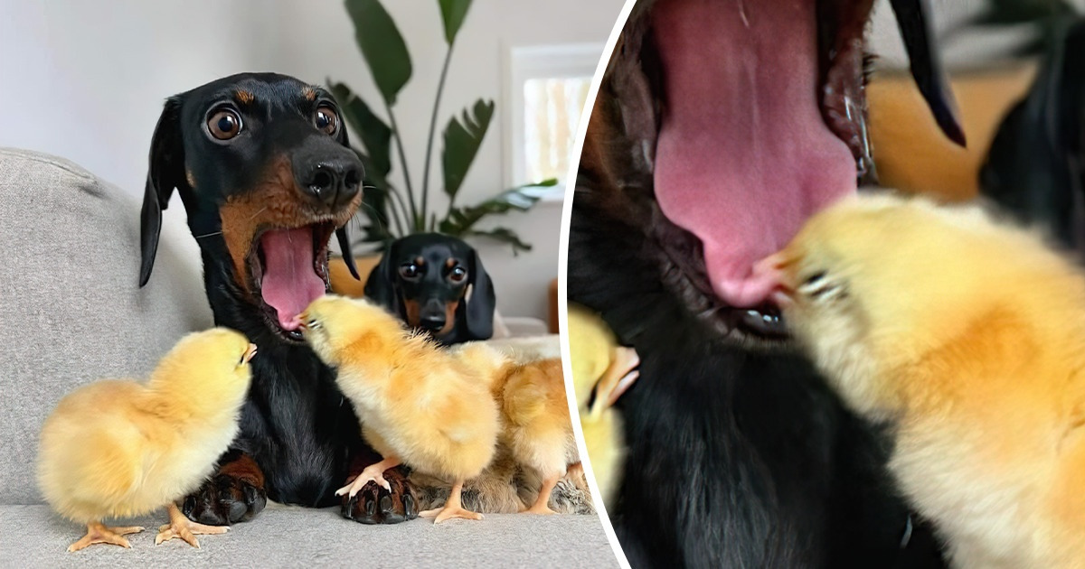 18 Times Animals Showed-Off Their Daring Side 18 Times Animals Showed-Off Their Daring Side