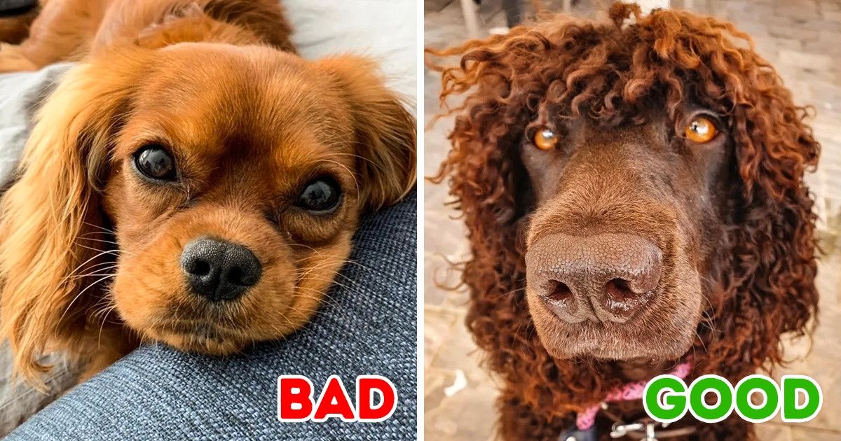 10 Breeds of Dogs That Suit People With Allergies and 10 to Avoid 10 Breeds of Dogs That Suit People With Allergies and 10 to Avoid
