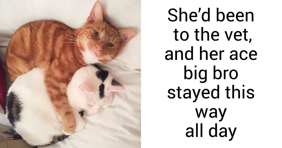 20+ Photos Proving Cats Are Good Boys Too 20+ Photos Proving Cats Are Good Boys Too