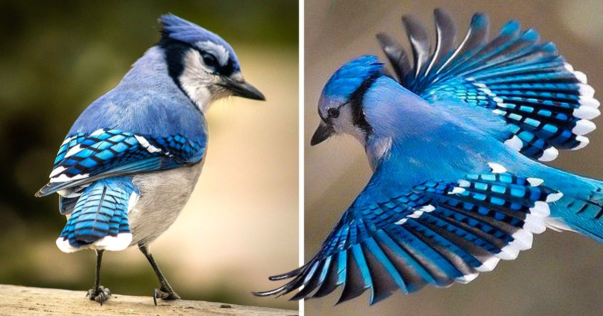 The Majestic Wings of the Blue Jay Bring the Colors of the Sea to the Sky /  Bright Side