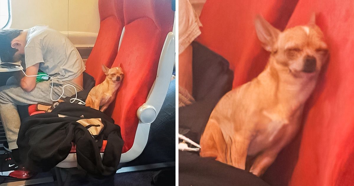 20+ Fuzzy Travel Companions No One Expected to Meet on Their Trip