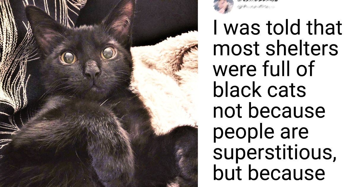 15+ Photos Proving a Black Cat Can Bring Everything but Bad Luck ...