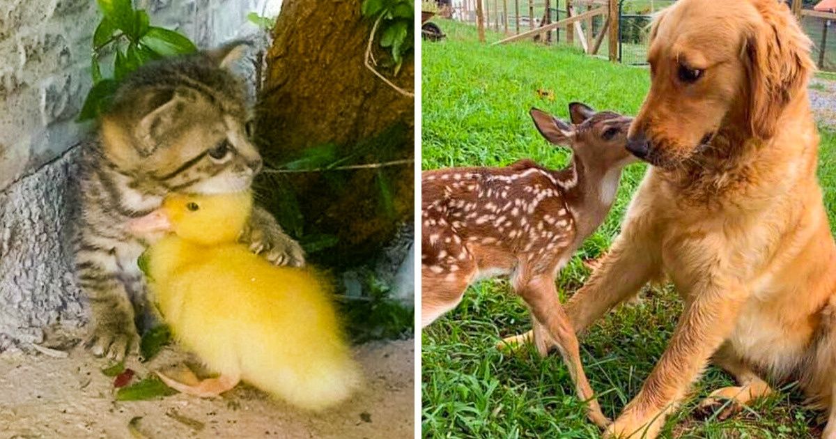 20 Adorable Times Animals Tried to Get Along Together 20 Adorable Times Animals Tried to Get Along Together