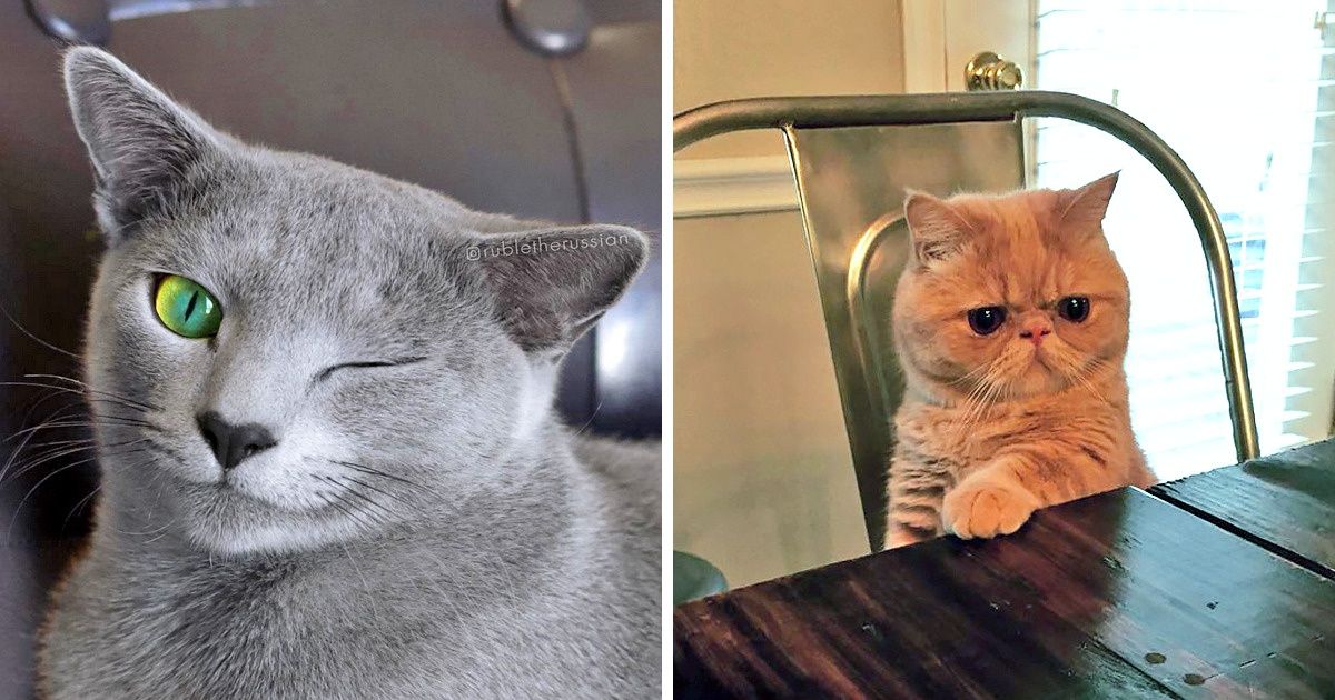 20+ Wacky Felines Who Failed at Being Cats