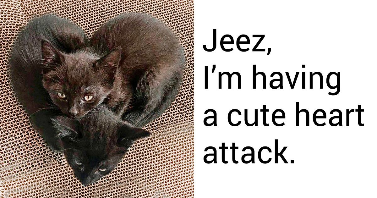 20+ Kitties That Can Make Even a Human Purr / Bright Side