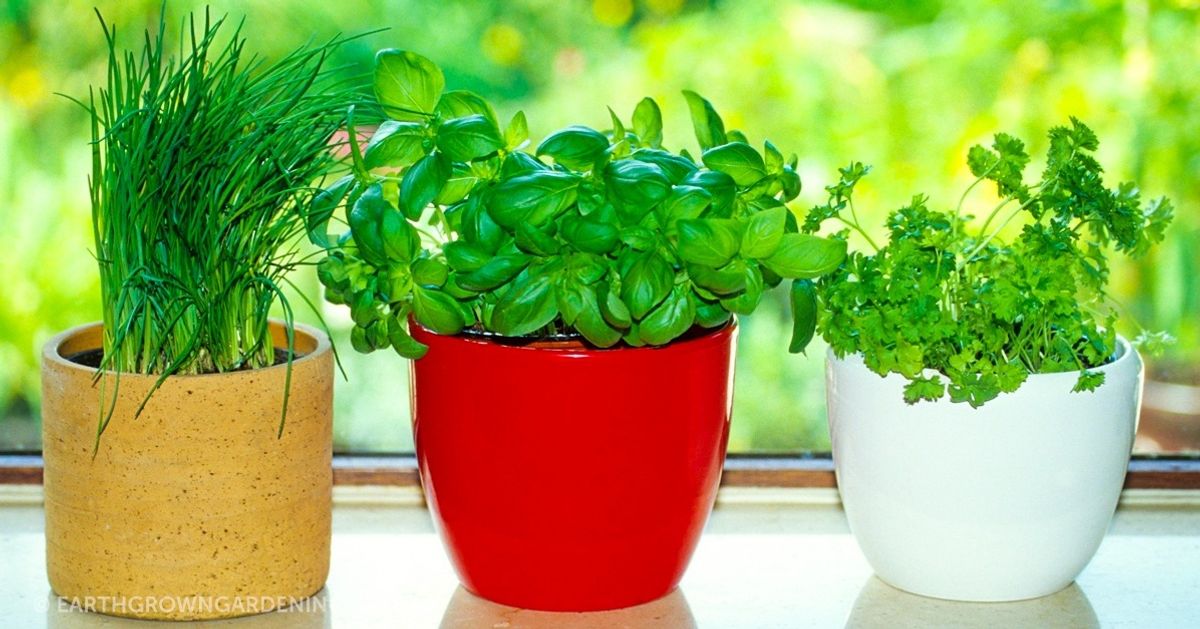 8 herbs and spices that can be easily grown in the kitchen