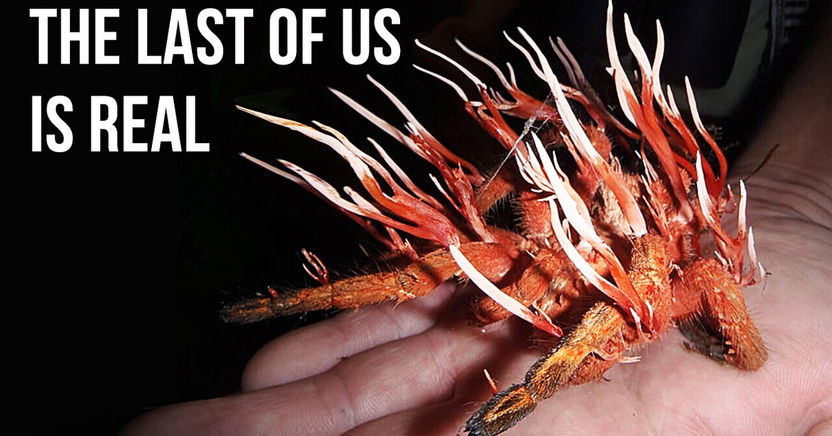 “The Last of Us” Happen in Real Life, Here’s How