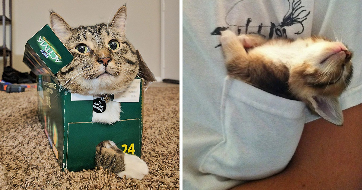 20+ Pets That Can Fit Anywhere
