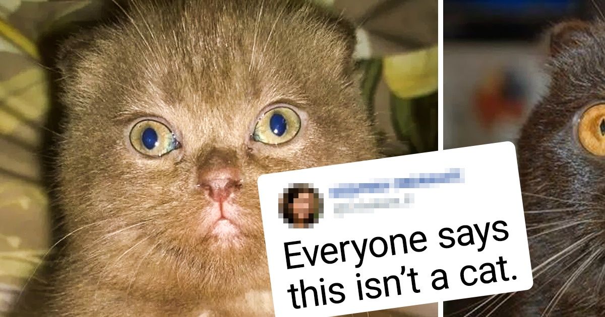 20+ Pets Who Grew From Sweet Nuggets Into Handsome Heartbreakers 20+ Pets Who Grew From Sweet Nuggets Into Handsome Heartbreakers