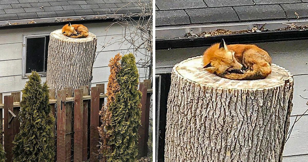 20 Times Animals Were Caught at Just the Right Moment 20 Times Animals Were Caught at Just the Right Moment
