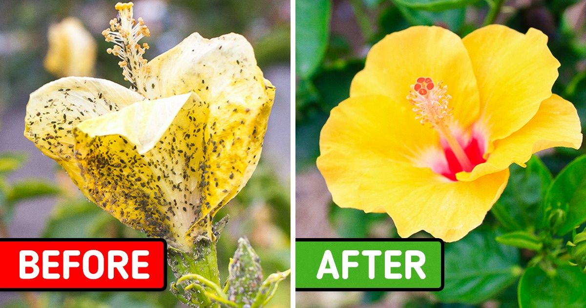 5 Baking Soda Tricks You Can Use to Take Care of Your Garden