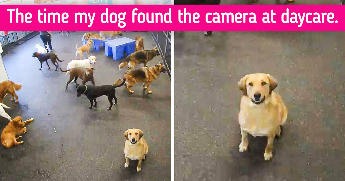 15 Moments When Animals Surprised Us With Their Remarkable Acts