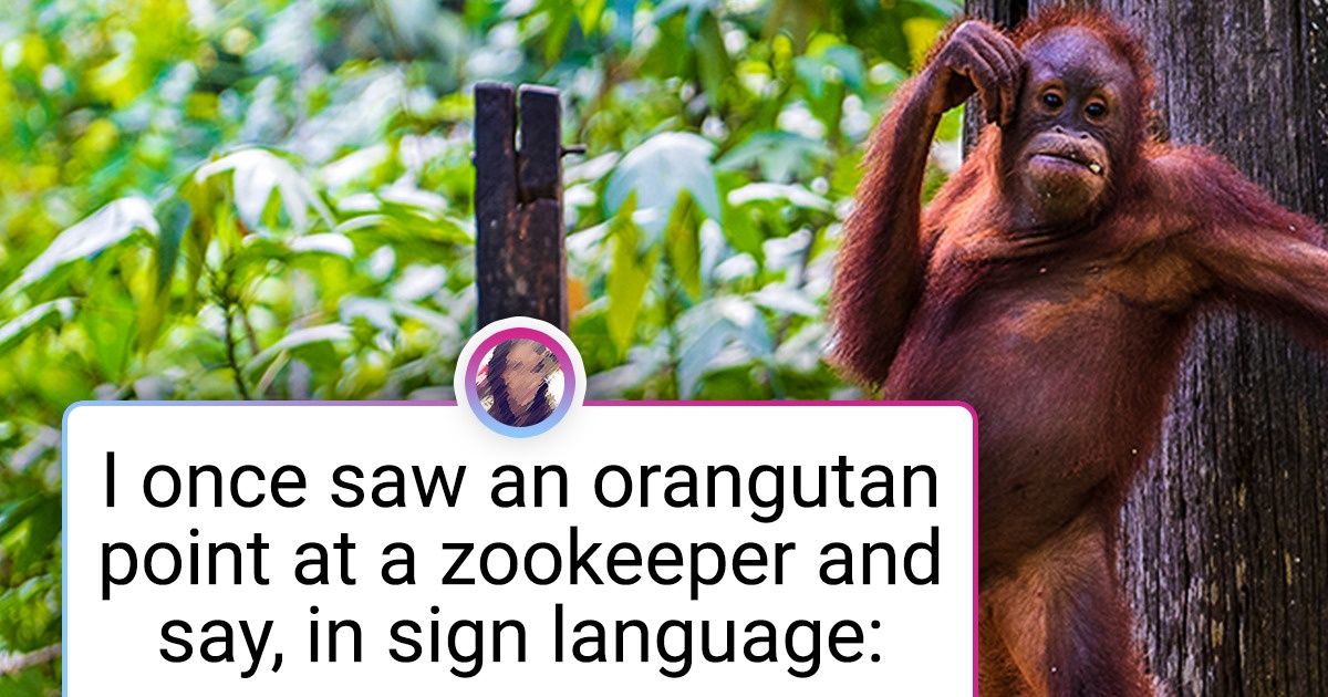 12 Animals Who Thrilled Us With Their Intelligence 12 Animals Who Thrilled Us With Their Intelligence