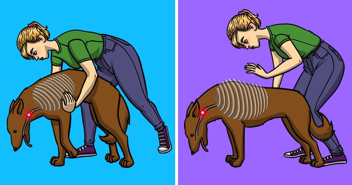 How You Can Save a Choking Dog