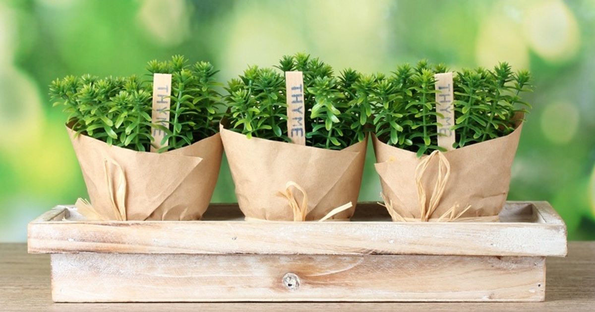 12 awesome foods that are perfect for your indoor garden