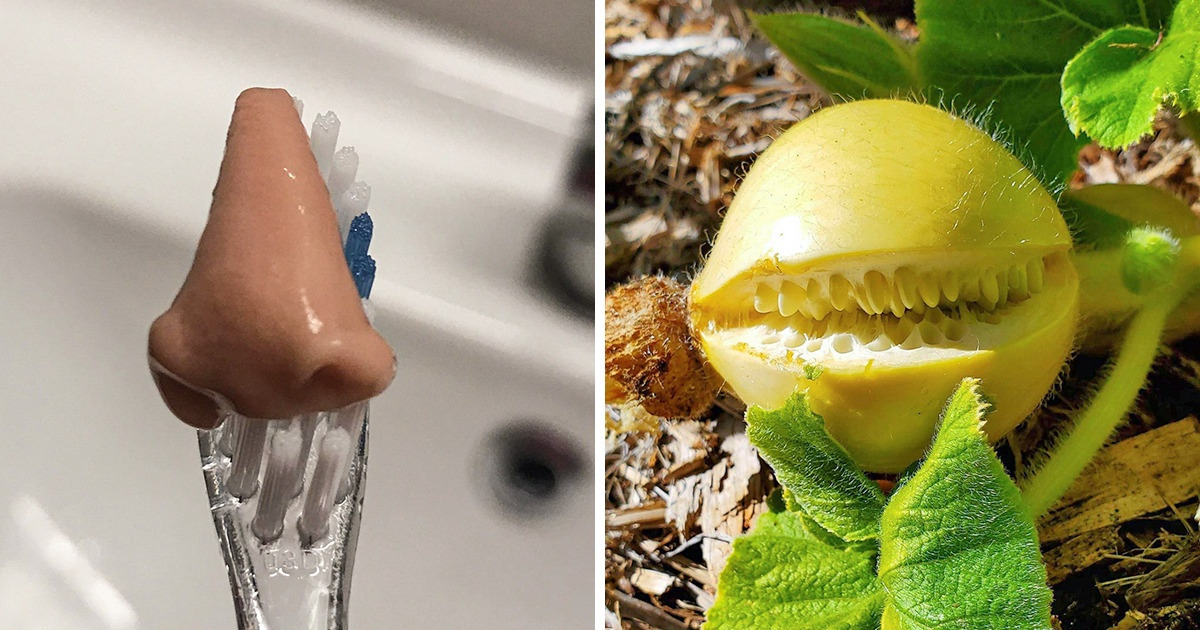 15 Times Things Pretended to Be Something Else to Deceive Your Brain